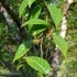 Betula utilis -- Himalaya-Birke